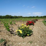 devant chez nous au printemps 