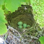 la faune se sent bien dans notre agriculture écologique 