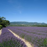 la montagne de la lance face aux lavandes 