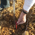 plantation vigne