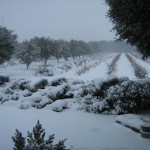 truffiers et syrah sous la neige