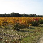 vigne automne