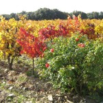 vigne automne et rosier