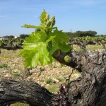 vigne débourrement avril
