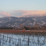 vigne en hiver